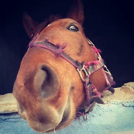 San Barbato 113 منزل ريفي كاسالبوردينو